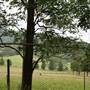 Berry Area Farms