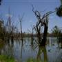 Gum Swamp & Bird Hide