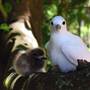 Lord Howe Island