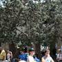 Bondi Beach Public School  - Sunday Markets