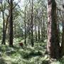 Bowral - Southern Highlands
