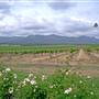 Branxton Vineyard