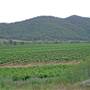 Broke vineyards