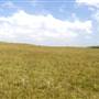 Brooks Point