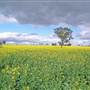 Canola Field
