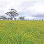 Canola Field