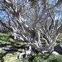 Charlotte Pass
