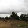 Collingullie