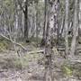 Coolah Tops National Park