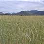 Coonabarabran Area