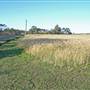 Crops near Ballina