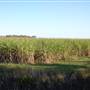 Crops near Ballina