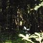 Crystal Shower Falls - Dorrigo National Park