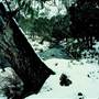 Dorrigo National Park