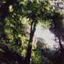 Dorrigo National Park