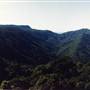 Dorrigo National Park