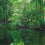Dorrigo National Park