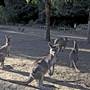 Shoalhaven Zoo