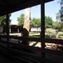 Calmsley Hill City Farm