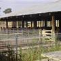 Gilgandra Showground