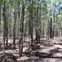 Goobang National Park
