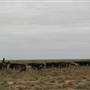 Hay Plains