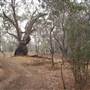 Hay State Forest - Murrumbidgee Valley Regional Park