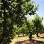 Hillside Orchard, Borenore