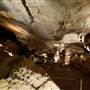 Jenolan Caves