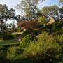 Japanese Gardens Cowra