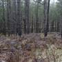 Jenolan State Forest