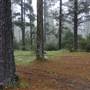 Jenolan State Forest