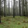 Jenolan State Forest