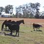 John Scott Kundabung Rodeo Grounds / Stables
