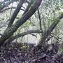 Lane Cove River