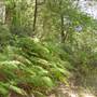 Lane Cove National Park