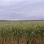 Merriwa Area