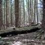The Firs Picnic Area - Stewarts Brook State Forest