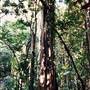 Tallowwood Forest Park - Myall River State Forest