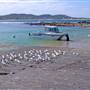 Terrigal Beach