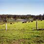 Tocal Historic Homestead