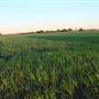 Wheat Crop near Whittingham