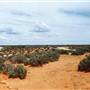 Menindee