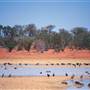 Menindee