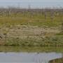 Menindee