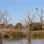 Menindee