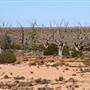 Menindee