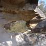 Lithgow Cliffs