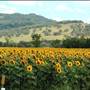Liverpool Plains