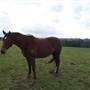 Lomar Park Stud